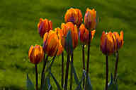 0906_88_AE_Orange-Tulpen.jpg