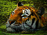1303_02_RM_Tiger.jpg