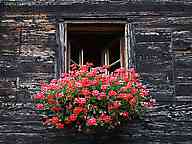1306_66_HO_Blumenfenster.jpg
