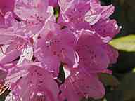 1506_02_JF_Rhododendron.jpg