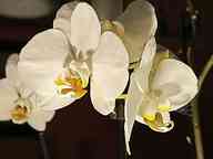 1705_01_JF_Orchideen.jpg