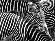 1806_91_DB_Zebras.jpg