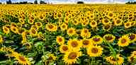 1908_67_ax_sunflower2.jpg