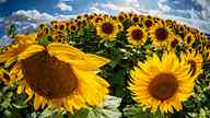 1909_67_ax_sunflowerfe.jpg