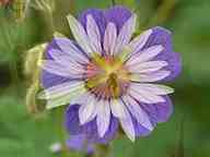 2504_01_MW_Blumen.jpg