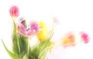 2504_17_DB_Tulpen_2.jpg