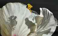 2505_01_MW_Hibiscus.jpg