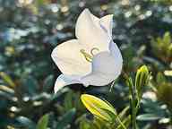 2505_11_AE_glockenblume.jpg