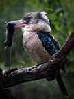 2505_63_CW_Kookaburra.jpg