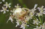 2506_01_MW_Krabbenspinne.jpg