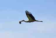 2506_02_MW_Storch.jpg