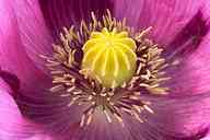 2506_06_AE_rotermohn.jpg