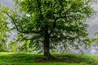 2506_40_ax_baum7.jpg