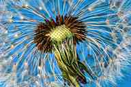 2506_77_HB_Macro.jpg