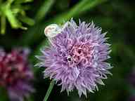 2506_84_HH_Krabbenspinne.jpg