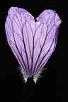2508_01_MW_Bluetenblatt.jpg