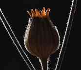 2508_02_MW_Mohnkapsel.jpg