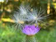 2508_05_AE_distel.jpg