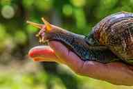 2508_45_HB_Achatschnecke.jpg