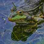 2508_54_HB_Frosch.jpg