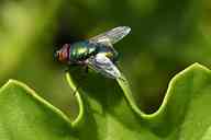 2509_12_AK_flige.jpg