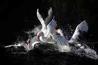 2509_55_CW_Gansschoenwild.jpg